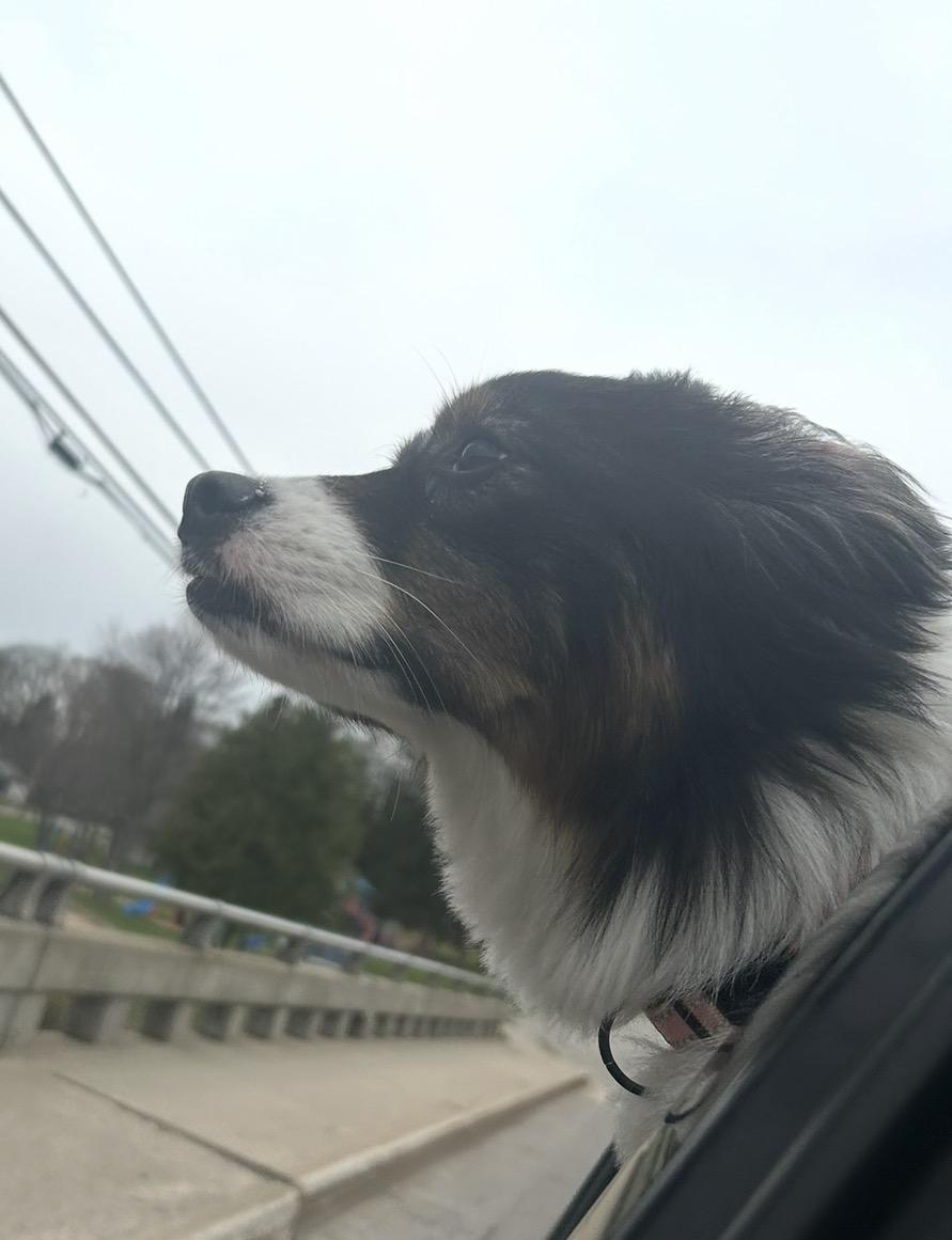 Enlarge Yuki, a Adoptable Australian Shepherd in Bellaire, MI image 3/6