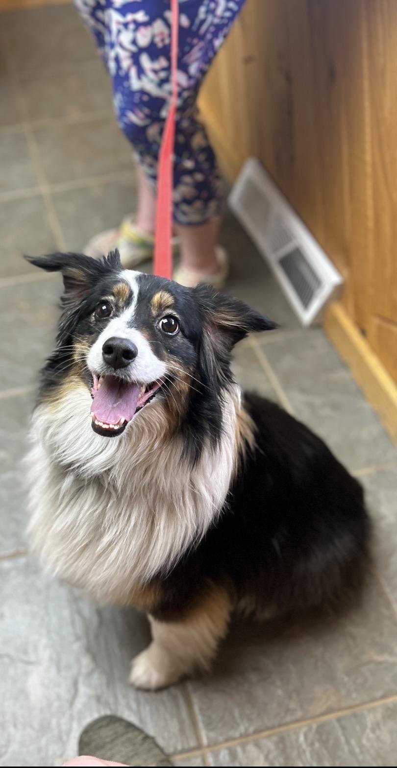 Enlarge Yuki, a Adoptable Australian Shepherd in Bellaire, MI image 2/6