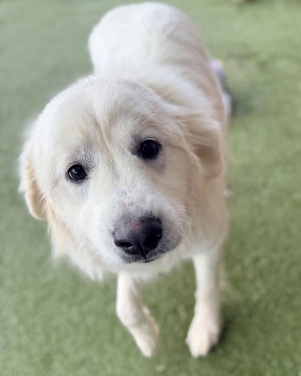 Chloe, Adoptable, Young Female Great Pyrenees.