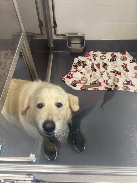 Enlarge Chloe, a Adoptable mixed breed in Canton, GA image 3/6