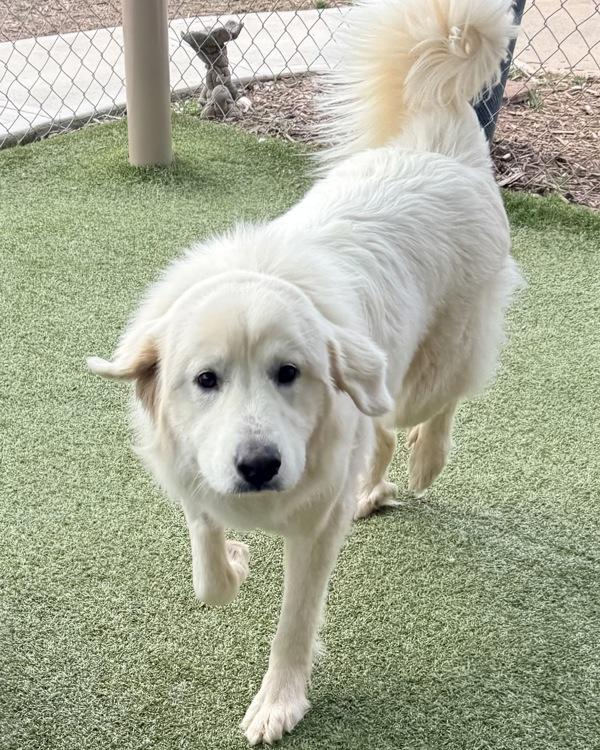 Enlarge Chloe, a Adoptable mixed breed in Canton, GA image 5/6