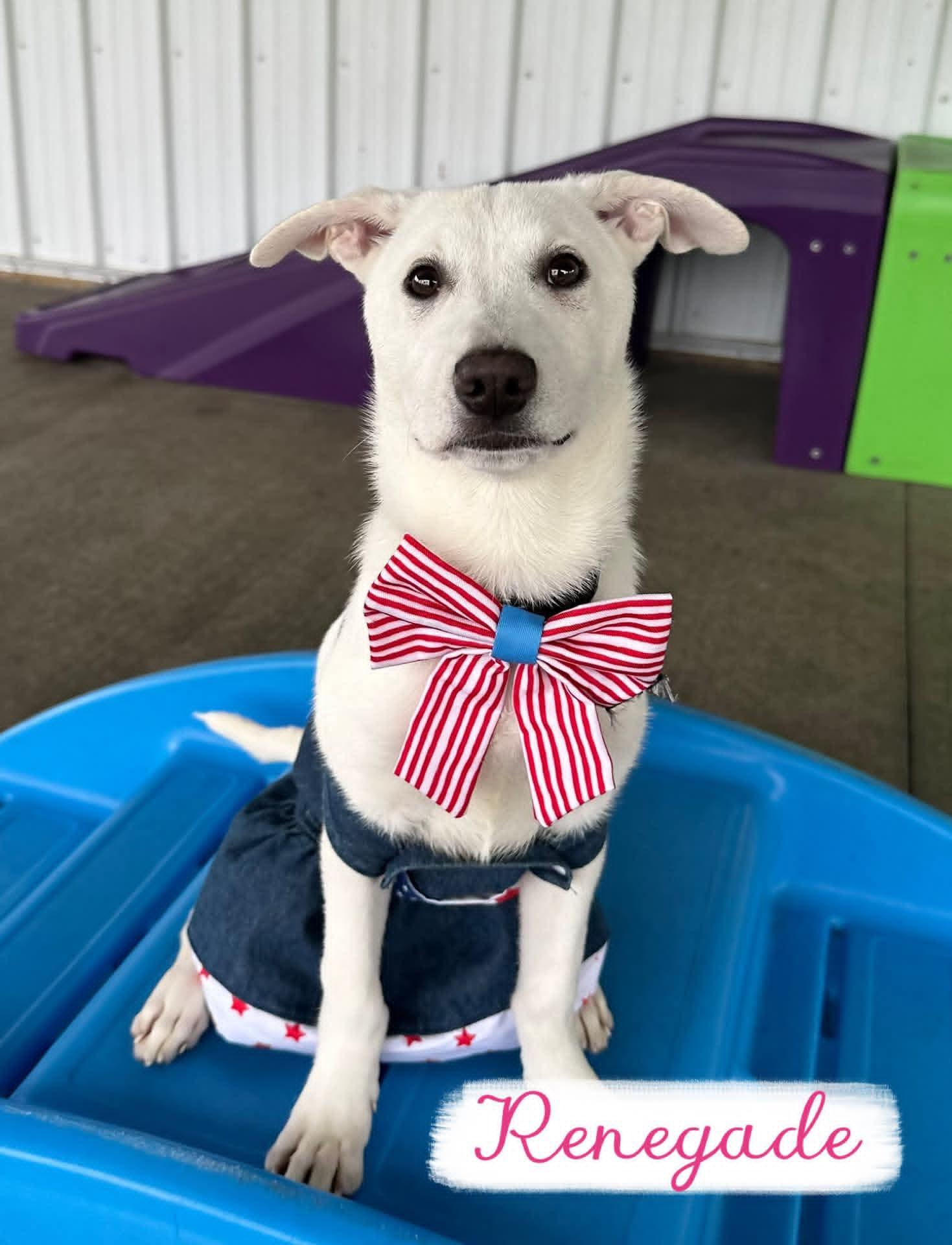 Renegade, ADOPTABLE, Puppy Female Corgi.