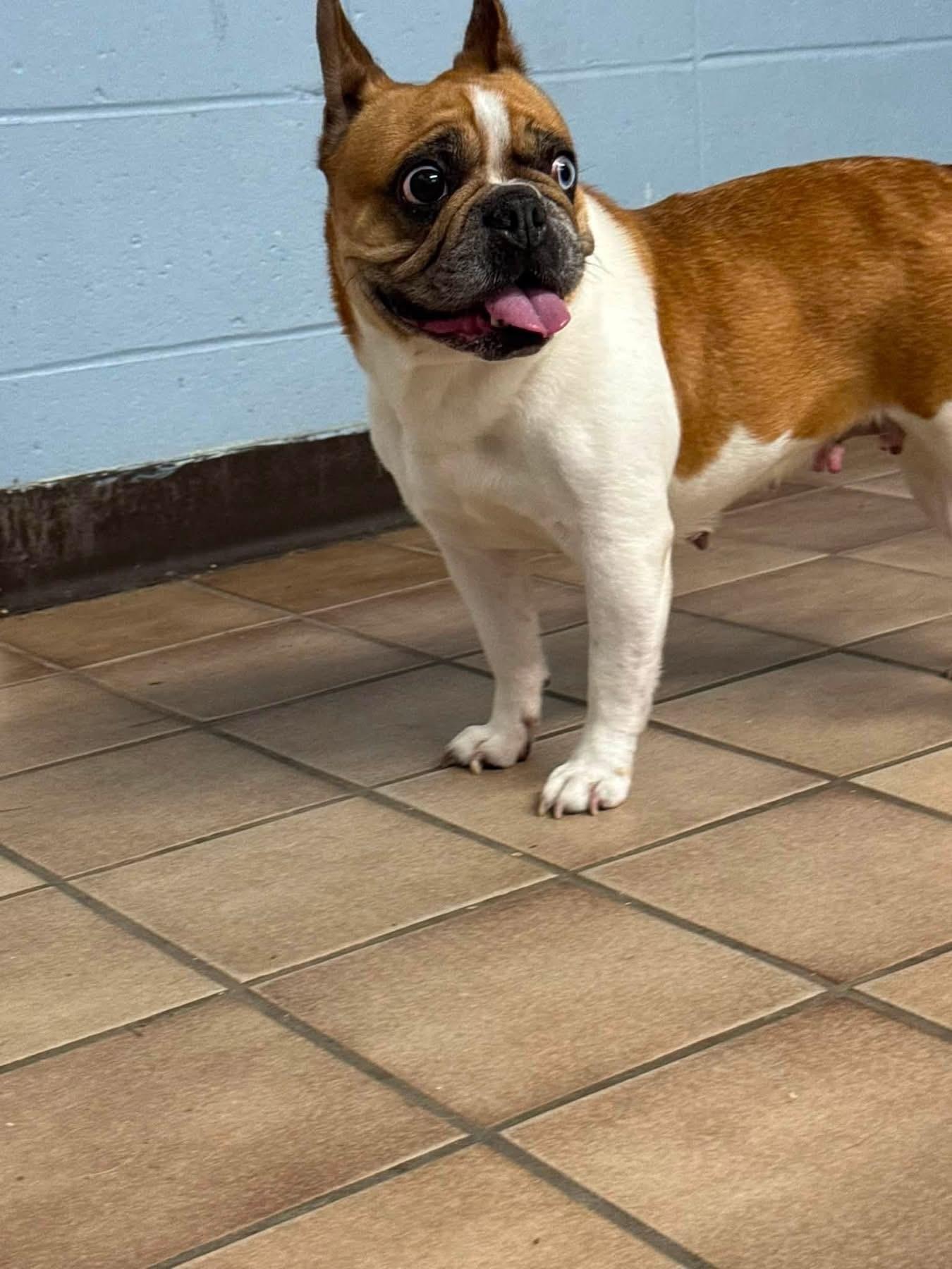 Luna, ADOPTABLE, Adult Female French Bulldog.