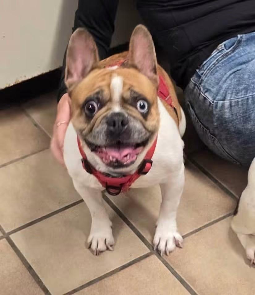 Luna, Adoptable, Adult Female French Bulldog.