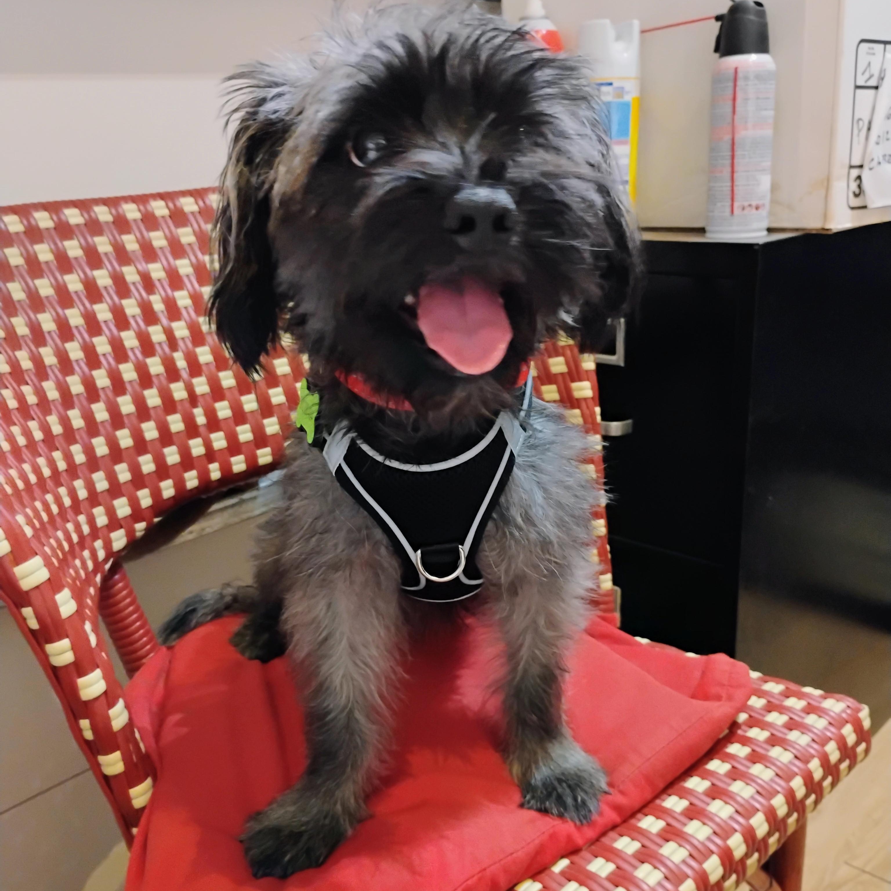 Marty, Adoptable, Young Male Shih Tzu.