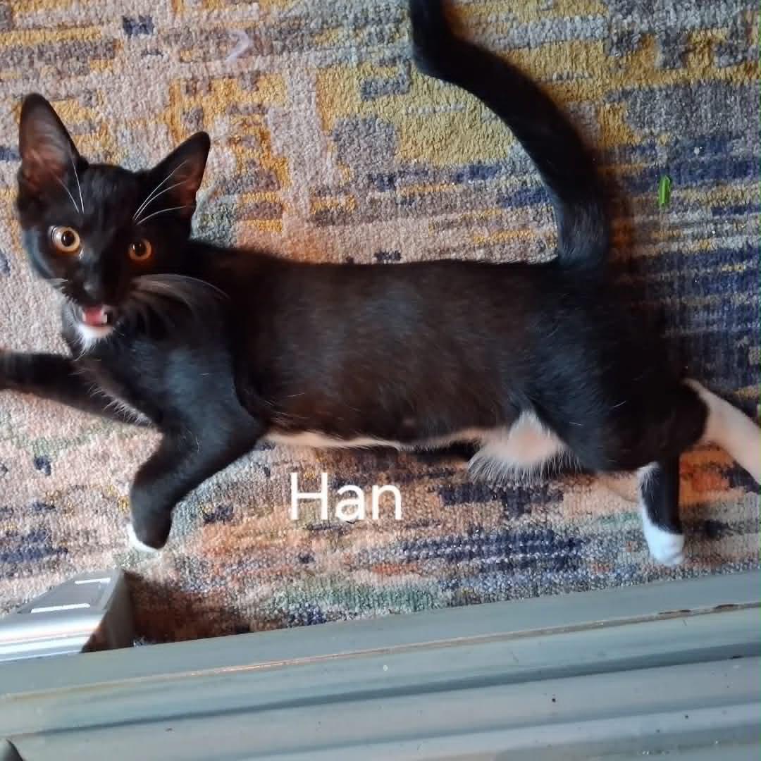 Enlarge Han & Obi - Kitten Brothers, a ADOPTABLE mixed breed in Tacoma, WA image 2/3
