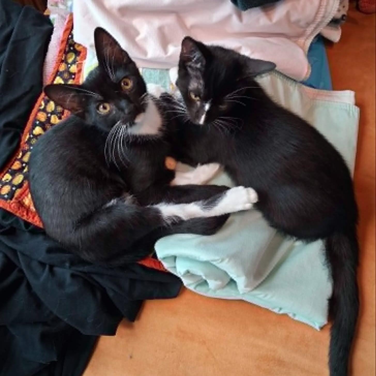 Enlarge Han & Obi - Kitten Brothers, a ADOPTABLE mixed breed in Tacoma, WA image 1/3