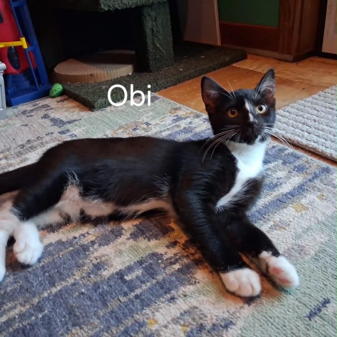 Enlarge Han & Obi - Kitten Brothers, a ADOPTABLE mixed breed in Tacoma, WA image 3/3