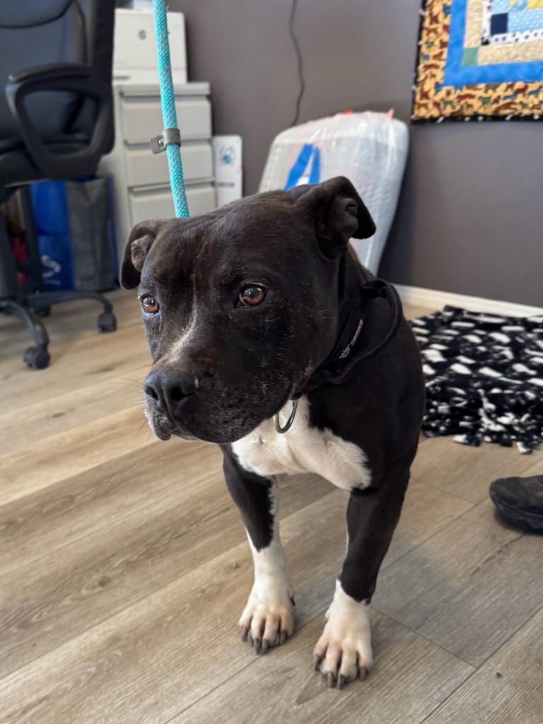 Rowdy, Adoptable, Adult Male American Bulldog & Mixed Breed.