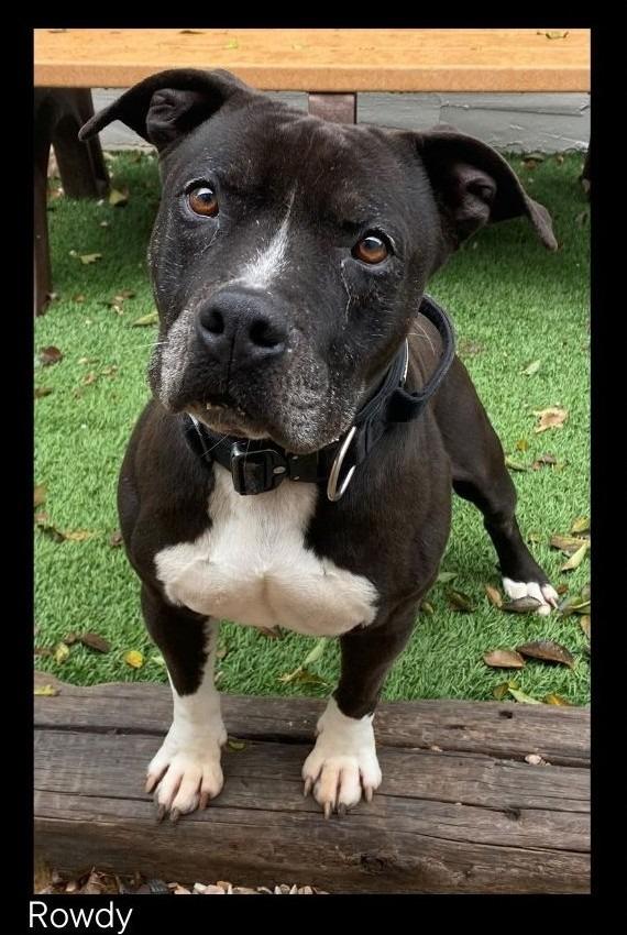 Enlarge Rowdy, a Adopted mixed breed in Chino Valley, AZ image 2/2