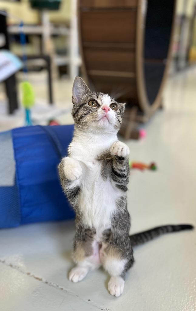 Spice, Adopted, Kitten Female Domestic Short Hair.