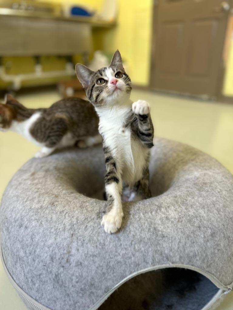 Enlarge Spice, a Adopted mixed breed in Blountville, TN image 2/5