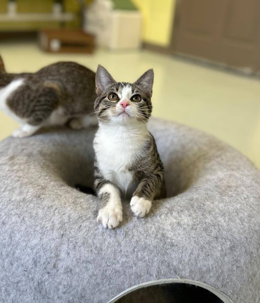 Enlarge Spice, a Adopted mixed breed in Blountville, TN image 3/5