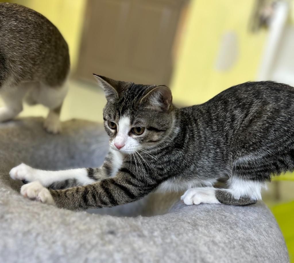 Enlarge Spice, a Adopted mixed breed in Blountville, TN image 4/5