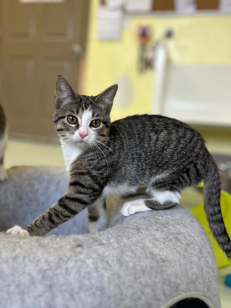 Enlarge Spice, a Adopted mixed breed in Blountville, TN image 5/5