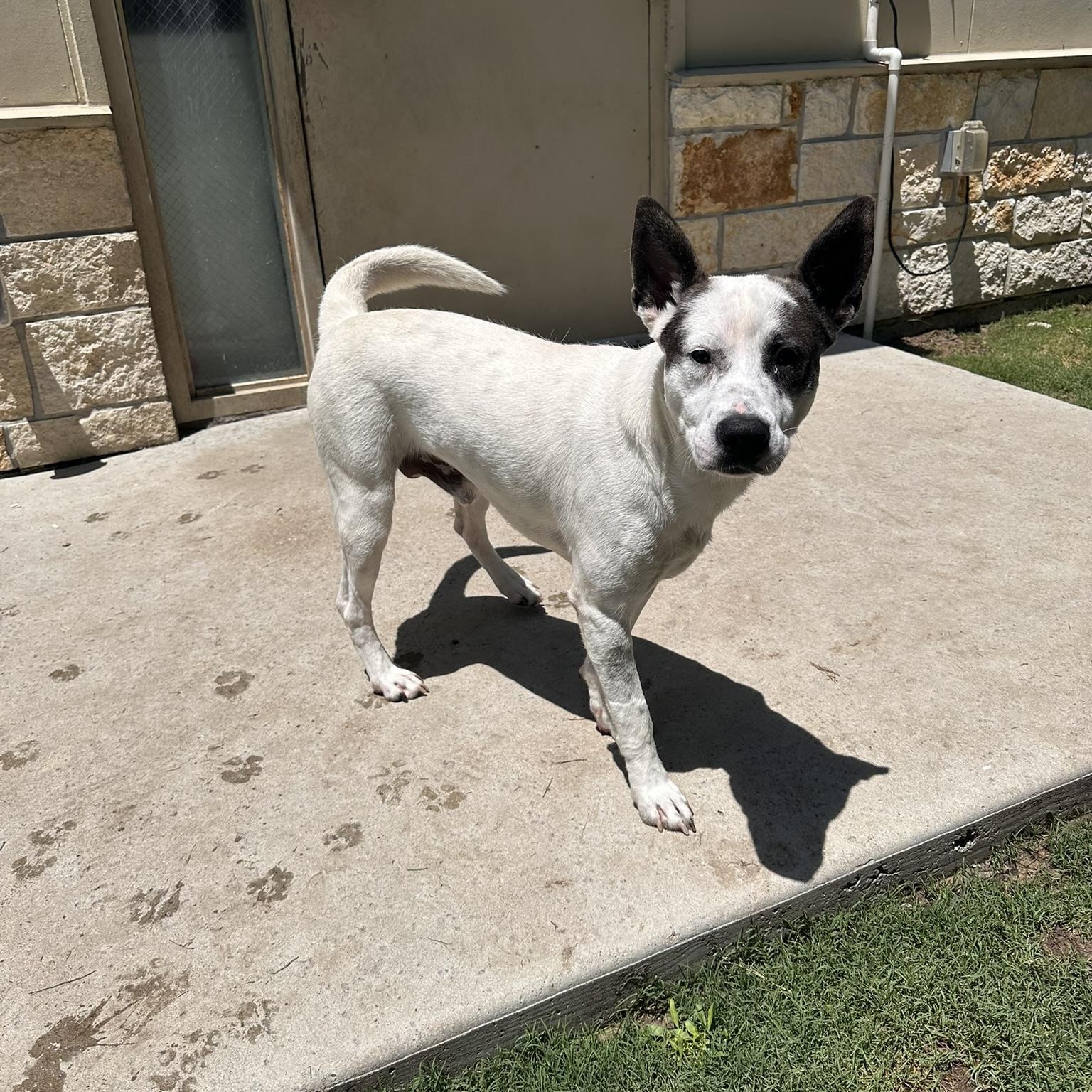 Ted Lasso!, a Adoptable mixed breed in College Station, TX image 5/6