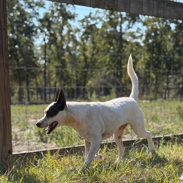 Ted Lasso!, a Adoptable mixed breed in College Station, TX image 4/6