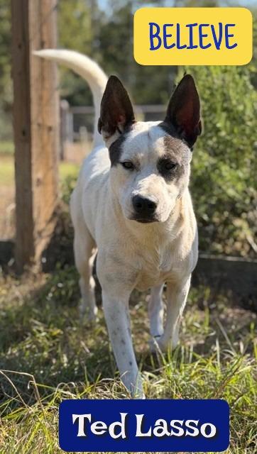 Ted Lasso!, a Adoptable mixed breed in College Station, TX image 1/6