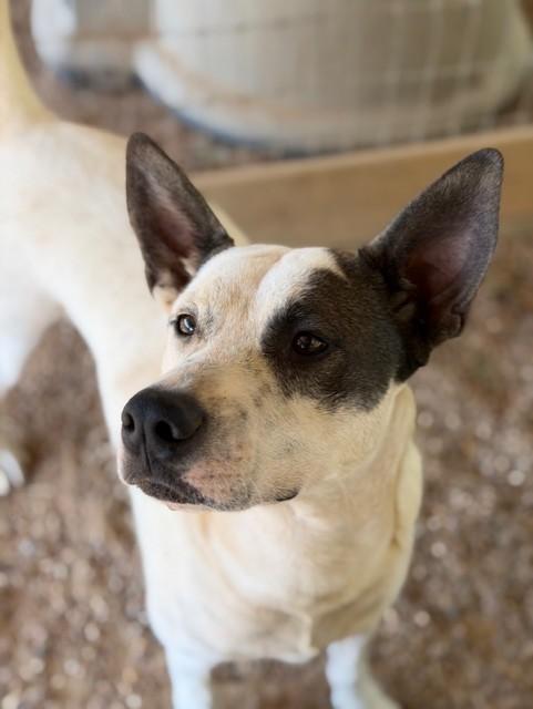 Ted Lasso!, a Adoptable mixed breed in College Station, TX image 3/6