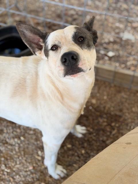 Ted Lasso!, a Adoptable mixed breed in College Station, TX image 2/6