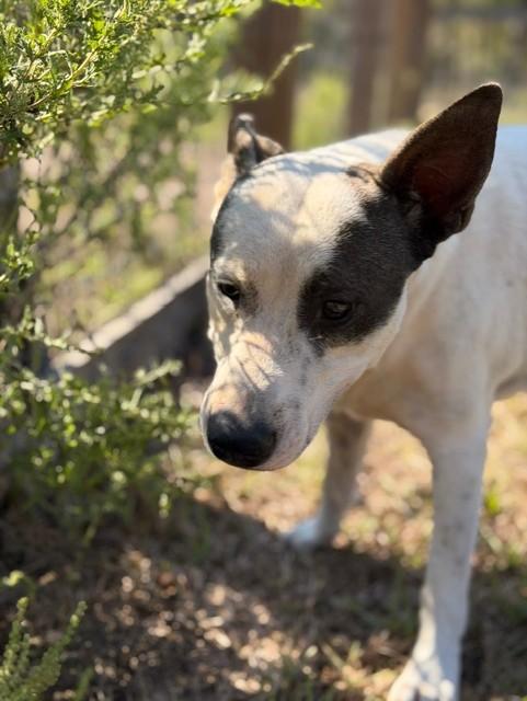 Ted Lasso!, a Adoptable mixed breed in College Station, TX image 6/6