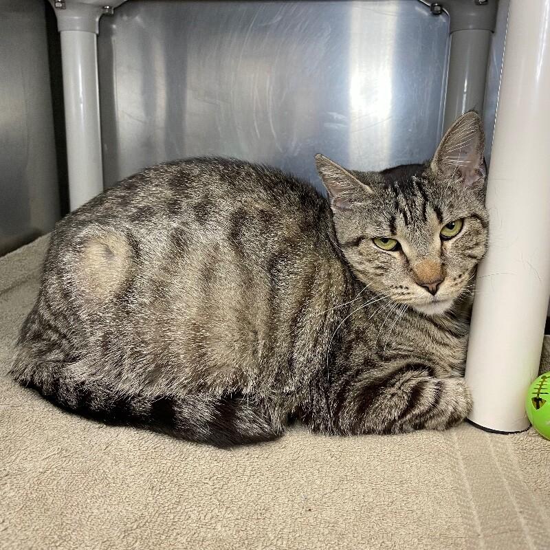 Enlarge Princess, a Adoptable Domestic Short Hair in Roanoke, VA image 1/1