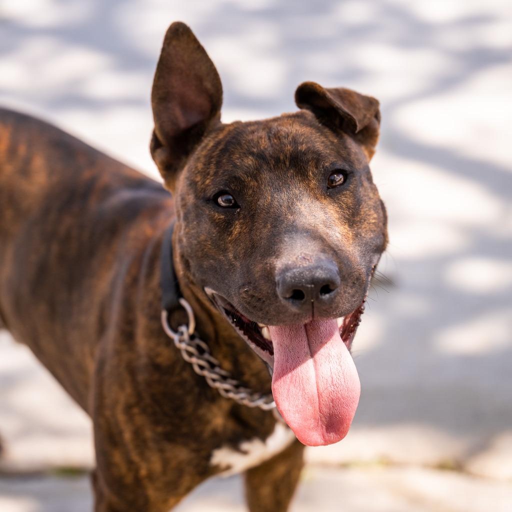 Delaney, Adoptable, Young Male Bull Terrier.