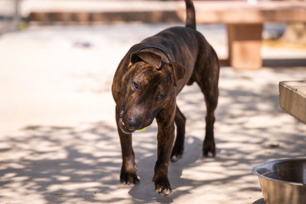 Delaney, a Adoptable Bull Terrier in Twentynine Palms, CA image 4/6
