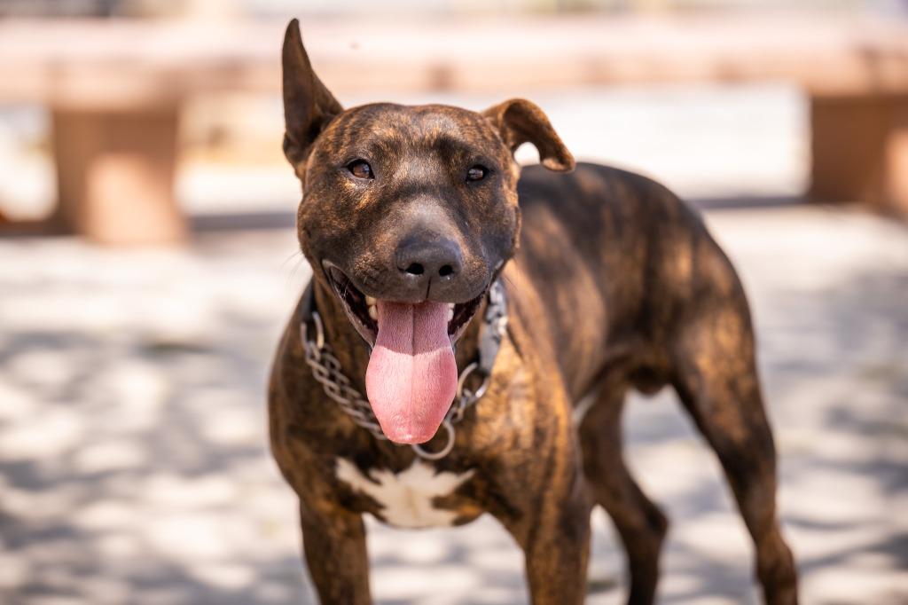 Delaney, a Adoptable Bull Terrier in Twentynine Palms, CA image 5/6