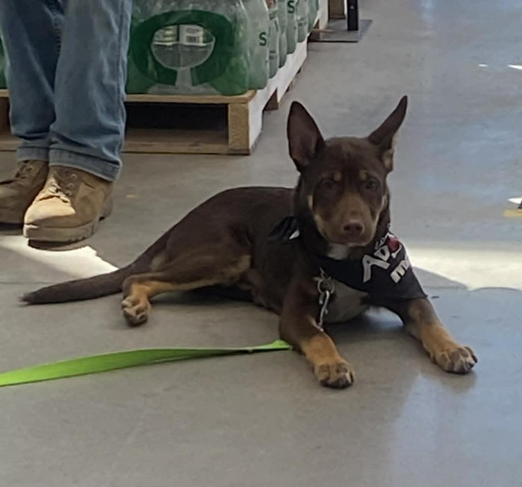 Enlarge Richard $500, a Adoptable mixed breed in Milwaukee, WI image 1/6