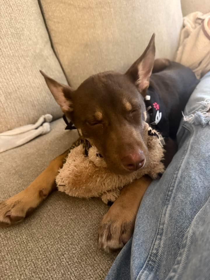 Enlarge Richard $500, a Adoptable mixed breed in Milwaukee, WI image 2/6