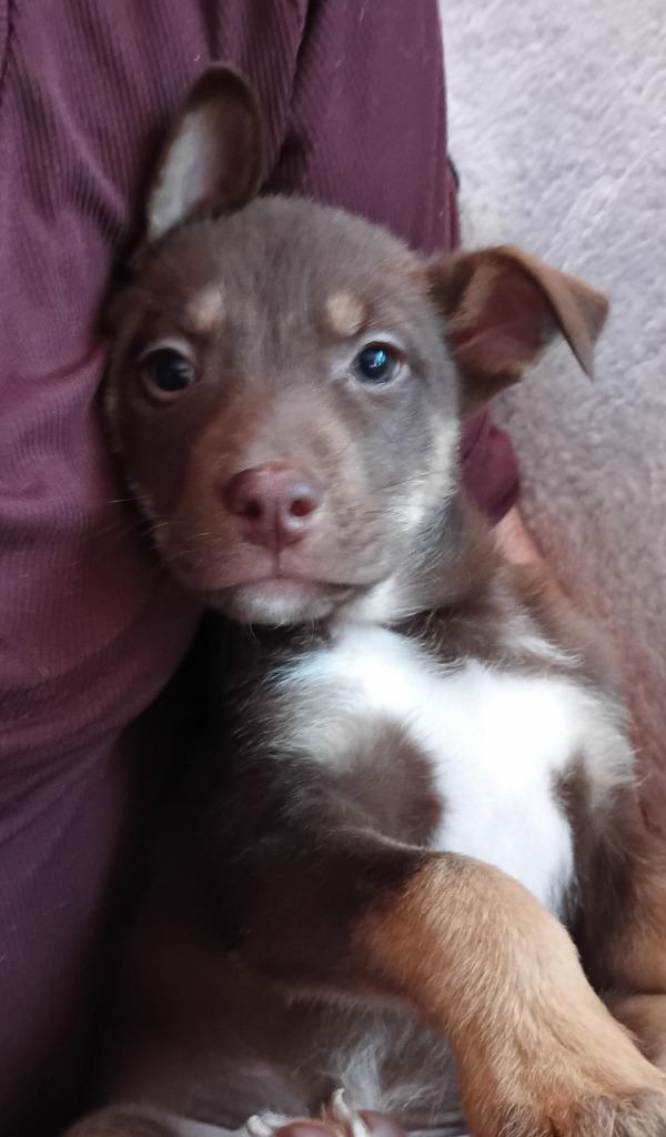 Richard $500, Adoptable, Puppy Male Plott Hound.