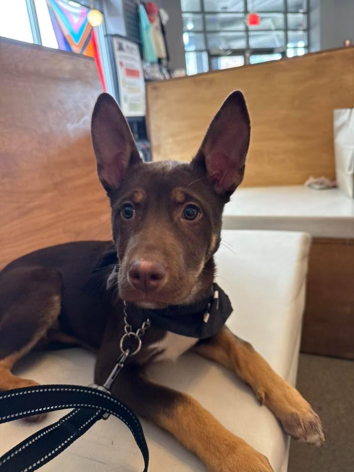 Richard $500, Adoptable, Puppy Male Plott Hound.