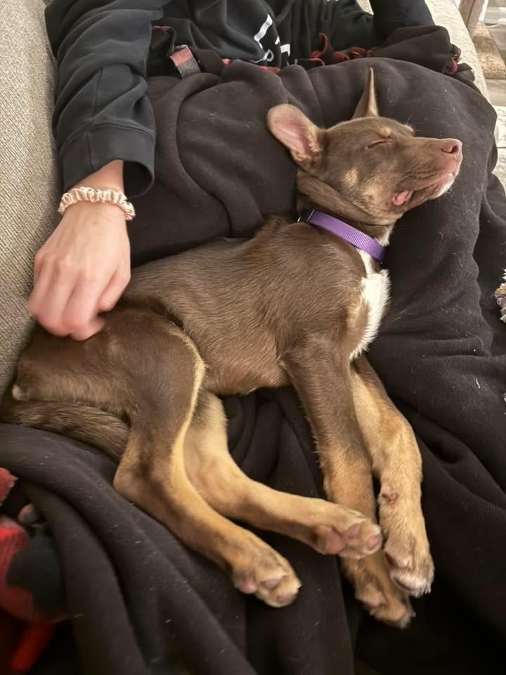 Enlarge Richard $500, a Adoptable mixed breed in Milwaukee, WI image 2/6