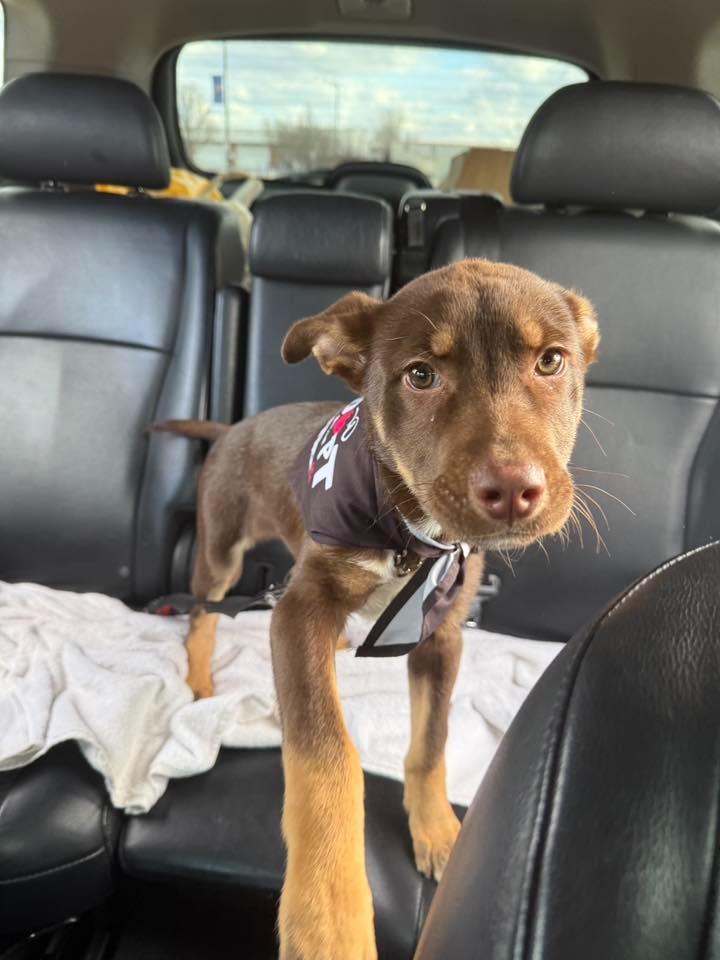 Enlarge Richard $500, a Adoptable mixed breed in Milwaukee, WI image 3/6