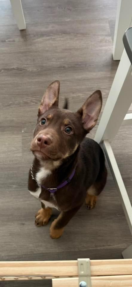 Enlarge Richard $500, a Adoptable mixed breed in Milwaukee, WI image 4/6