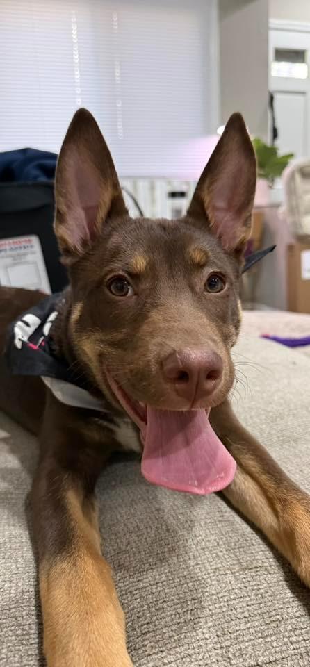 Enlarge Richard $500, a Adoptable mixed breed in Milwaukee, WI image 3/6