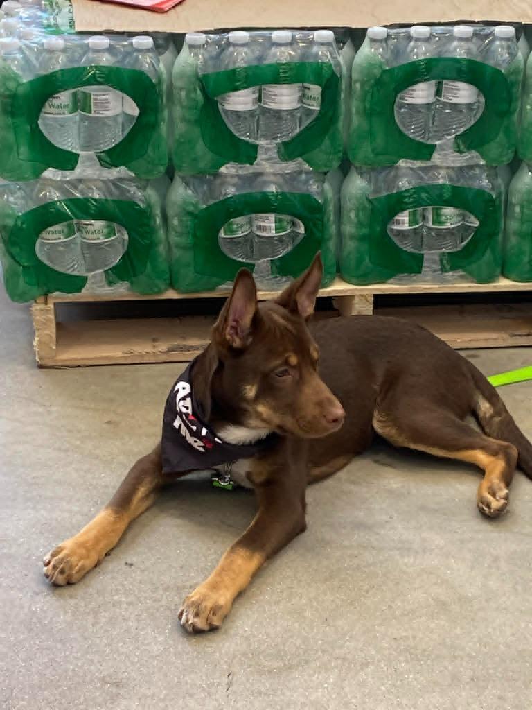 Enlarge Richard $500, a Adoptable mixed breed in Milwaukee, WI image 4/6