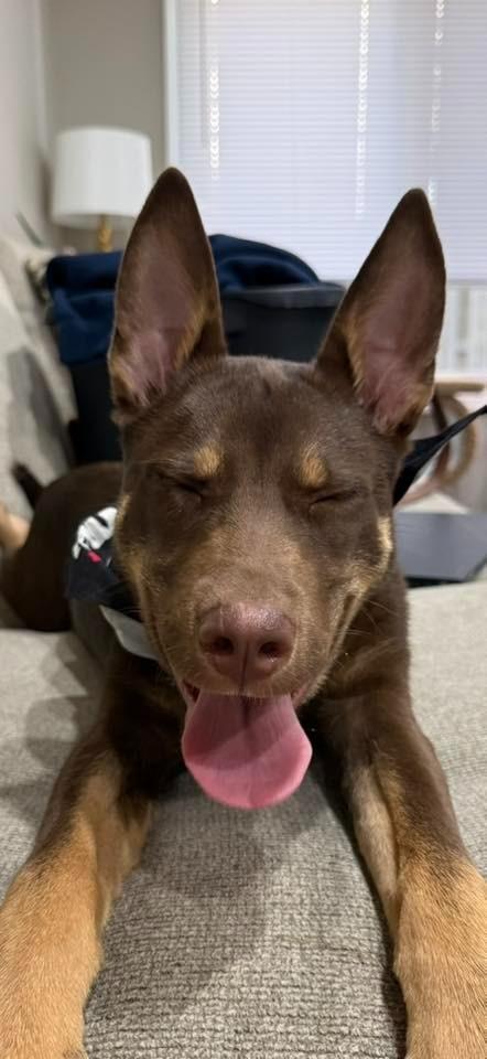 Enlarge Richard $500, a Adoptable mixed breed in Milwaukee, WI image 5/6