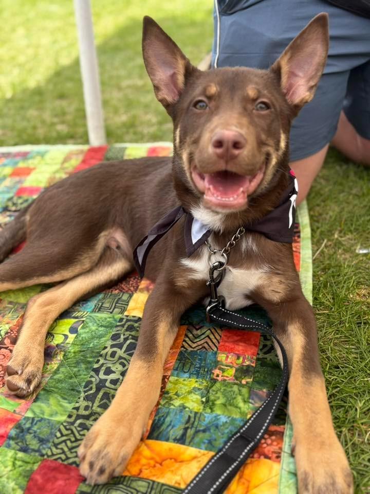 Enlarge Richard $500, a Adoptable mixed breed in Milwaukee, WI image 6/6