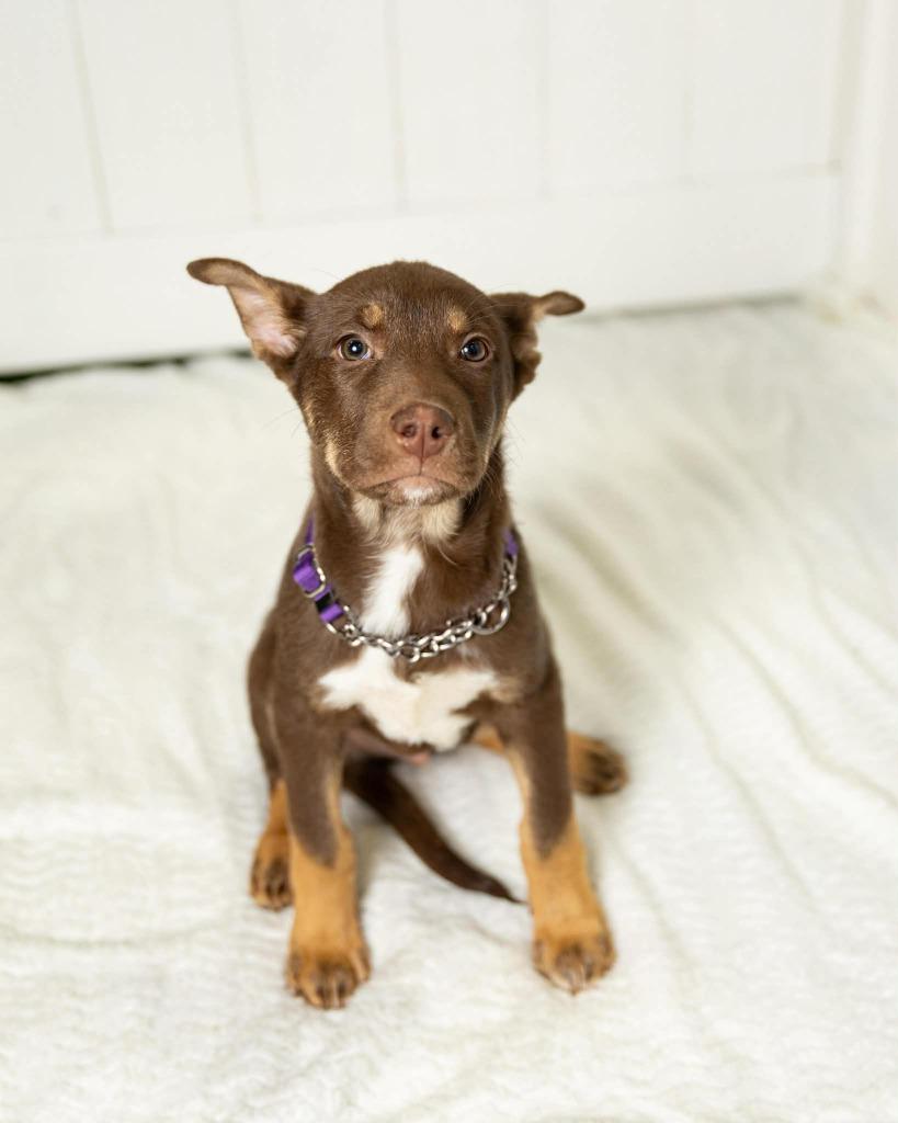 Enlarge Richard $500, a Adoptable mixed breed in Milwaukee, WI image 3/3