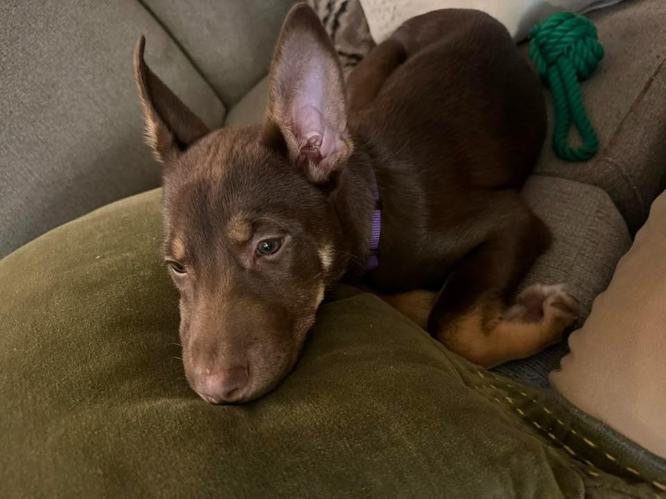 Enlarge Richard $500, a Adoptable mixed breed in Milwaukee, WI image 6/6