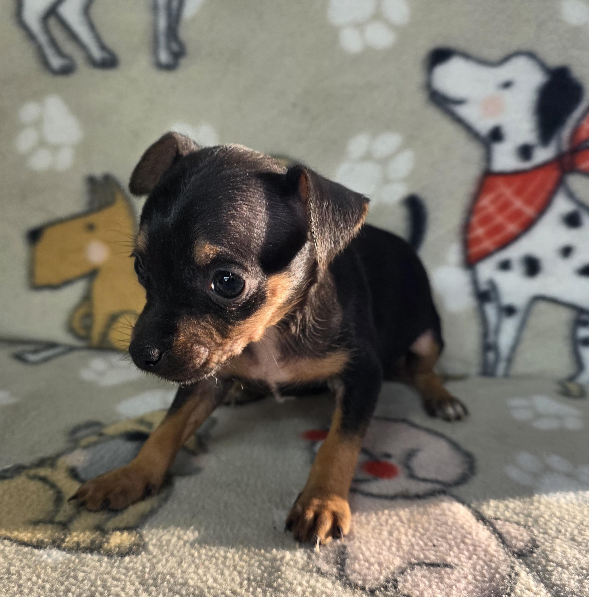 Enlarge Ruby, a ADOPTABLE Chihuahua in Dallas, GA image 1/1