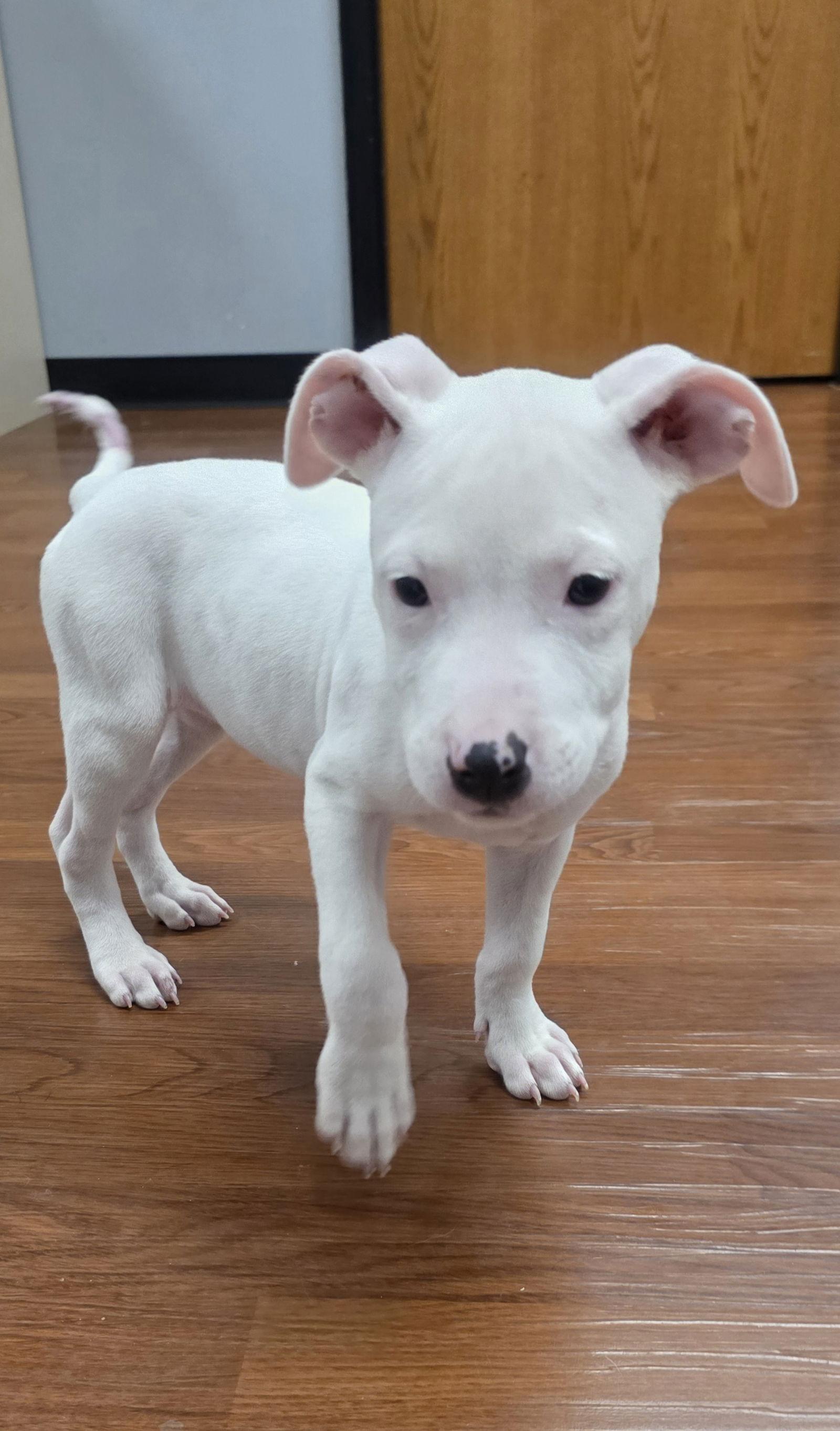 Lumia, Adoptable, Puppy Female Pit Bull Terrier.