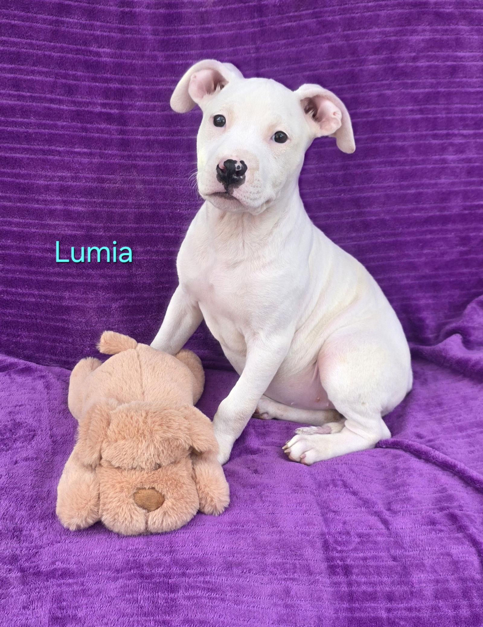 Lumia, a Adoptable Pit Bull Terrier in Elgin, IL image 2/3