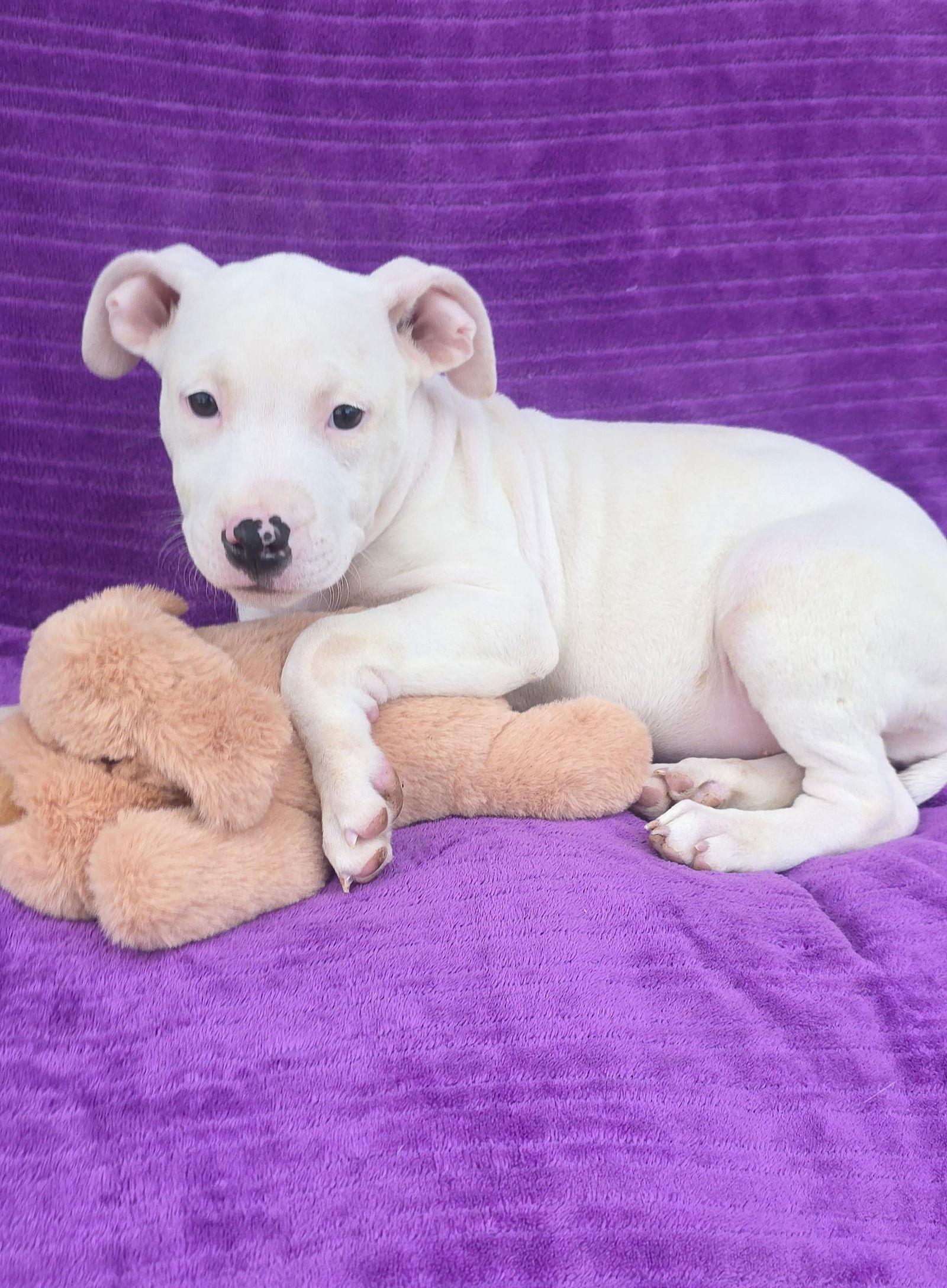 Lumia, a Adoptable Pit Bull Terrier in Elgin, IL image 3/3