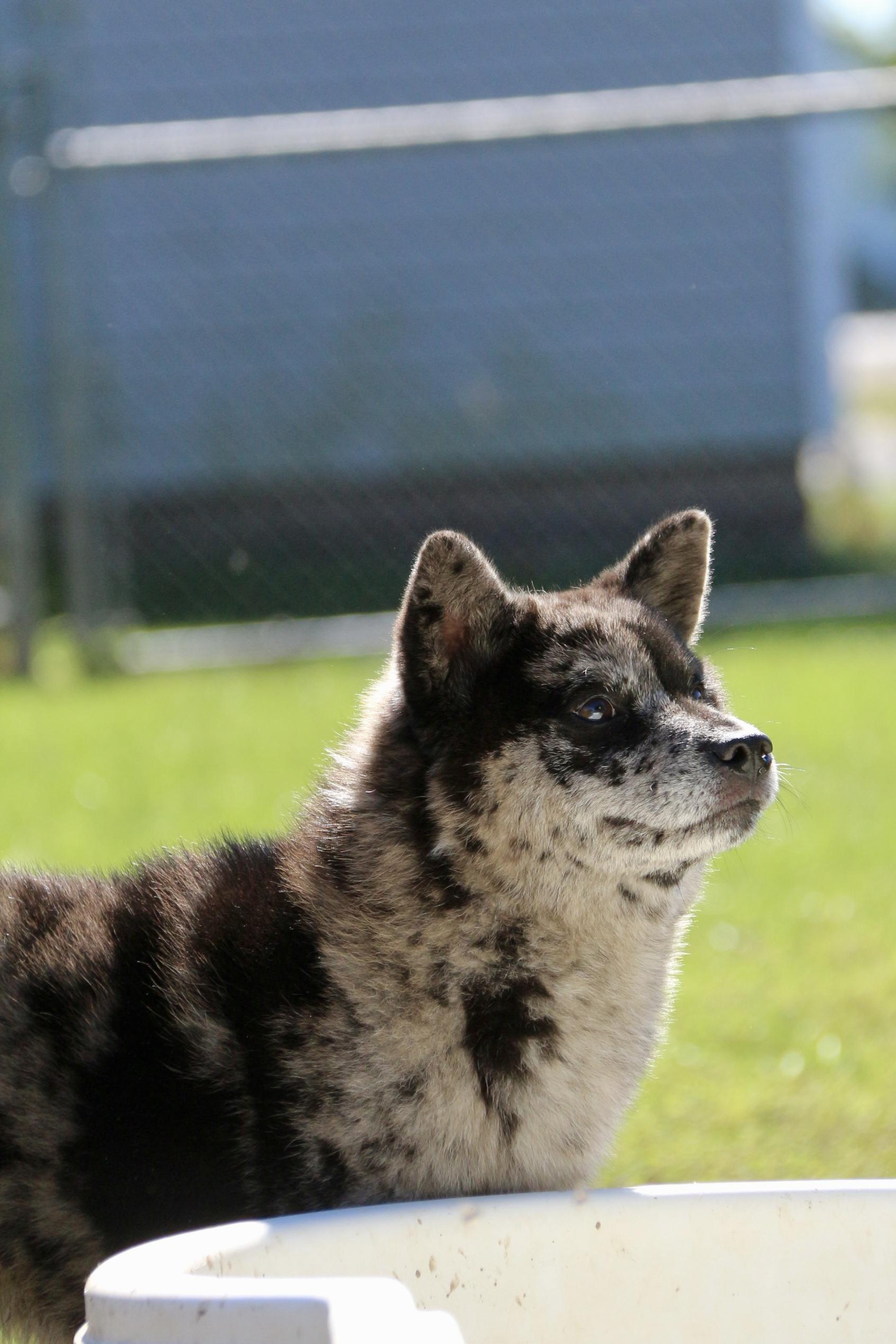Enlarge Lucille, a Adoptable mixed breed in Ilderton, ON image 2/6
