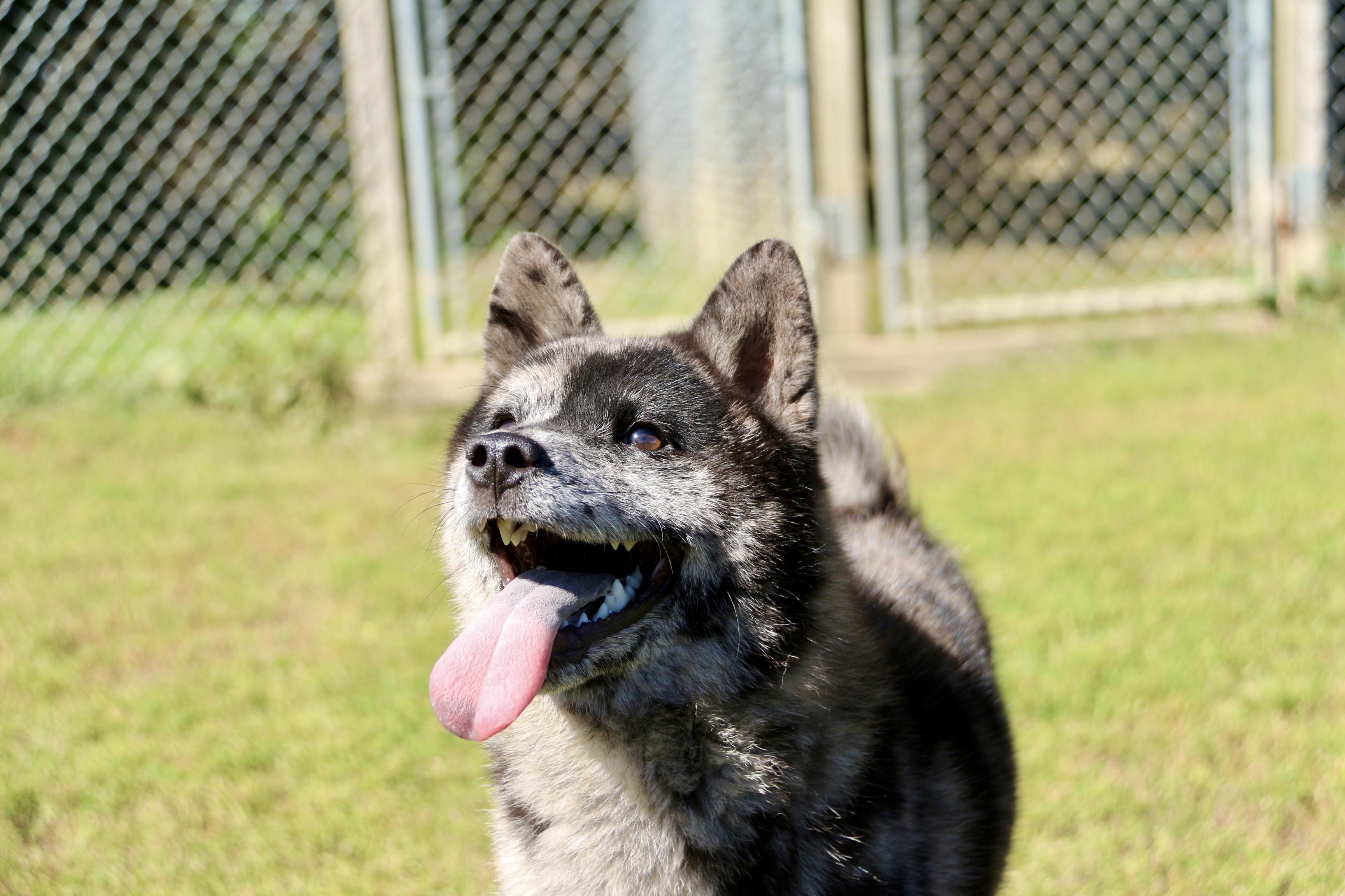 Enlarge Lucille, a Adoptable mixed breed in Ilderton, ON image 1/6