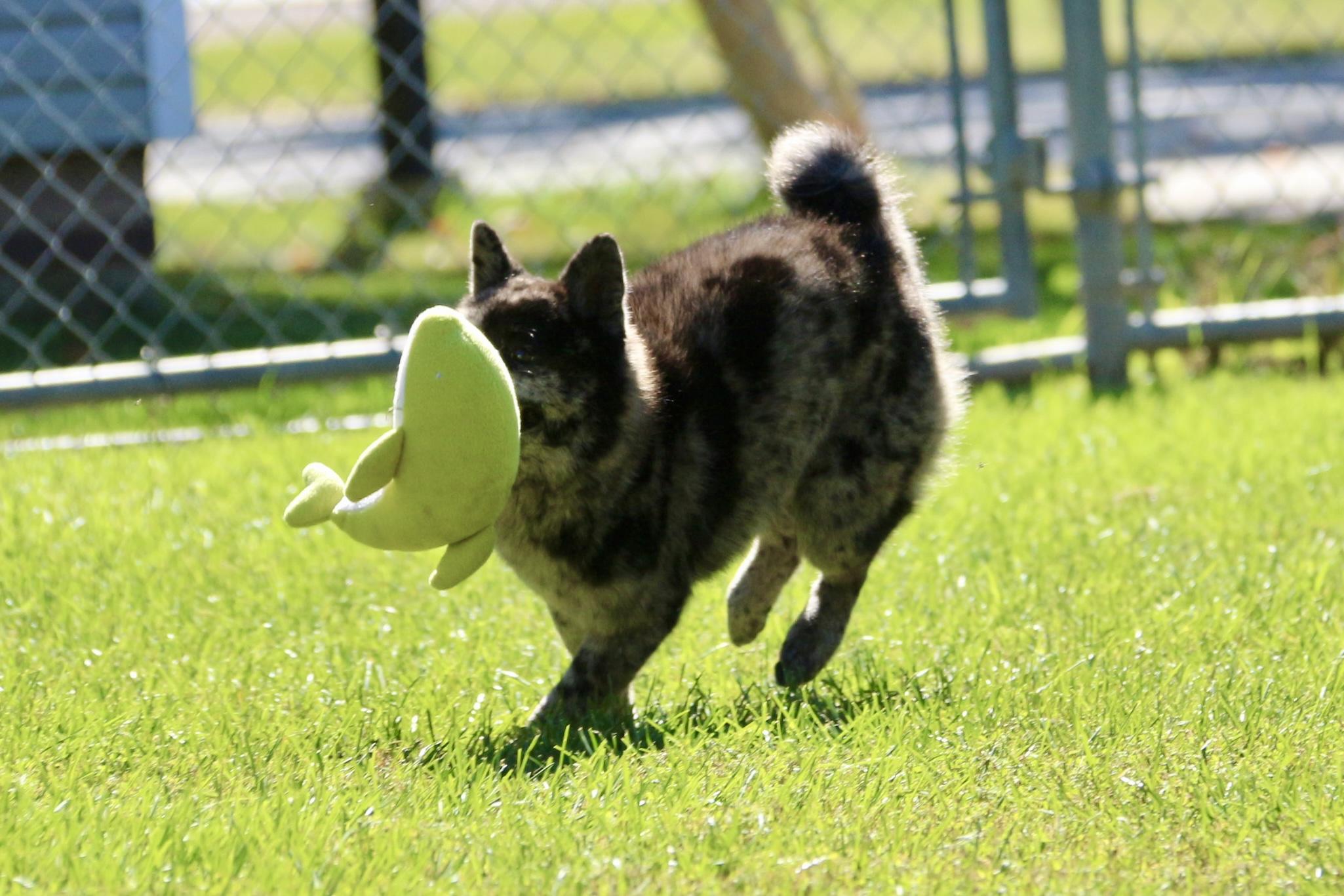 Enlarge Lucille, a Adoptable mixed breed in Ilderton, ON image 6/6