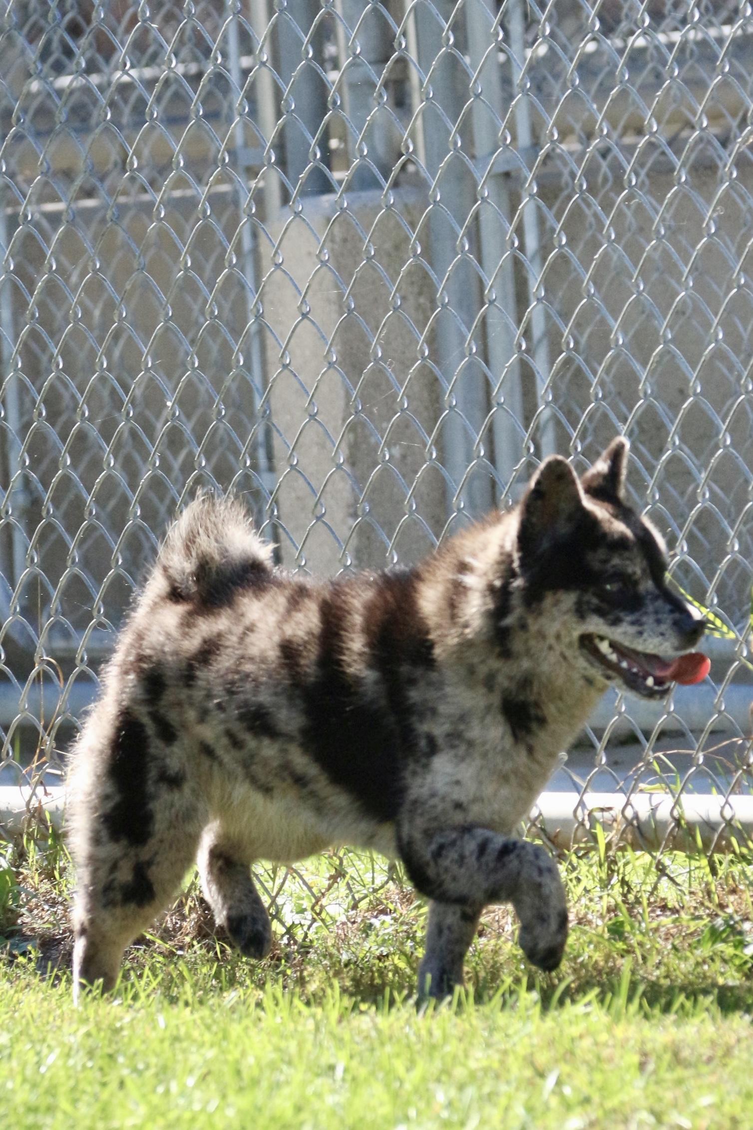 Enlarge Lucille, a Adoptable mixed breed in Ilderton, ON image 3/6